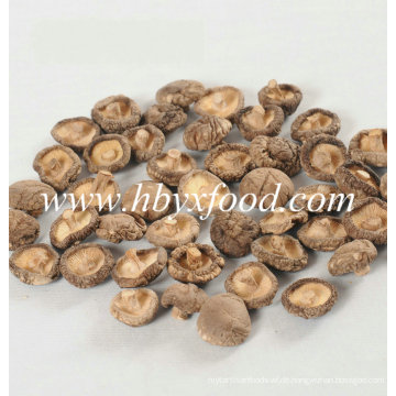 Biologisches Lebensmittel Brown Flesh Smooth Shiitake Pilz mit guter Qualität